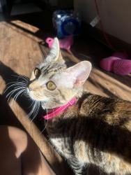 Lost Female Cat last seen Near 1st Ave Ct E, Parkland, WA 98445