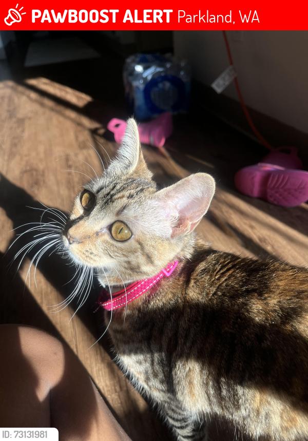 Lost Female Cat last seen Near 1st Ave Ct E, Parkland, WA 98445