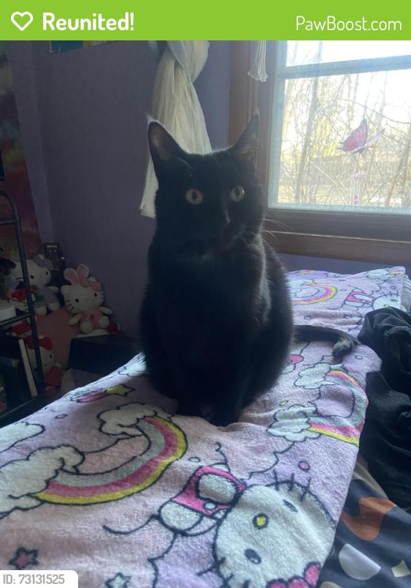 Reunited Female Cat last seen Spencer Village Ct apmts, Appleton, WI 54914