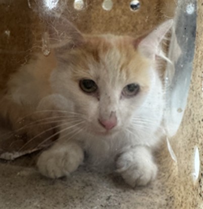 Shelter Stray Female Cat last seen , 3201 Lacy St, Los Angeles, CA 90031, USA