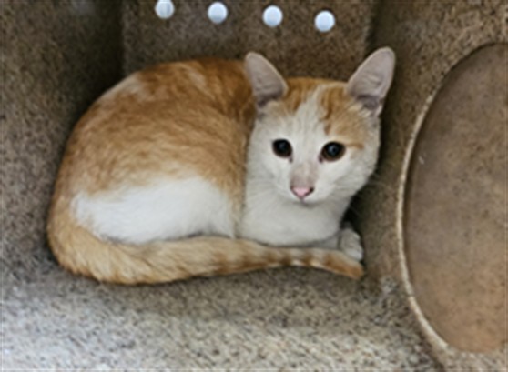 Shelter Stray Male Cat last seen , 3201 Lacy St, Los Angeles, CA 90031, USA
