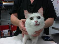 Shelter Stray Female Cat last seen I-25 AND JEFFERSON, 8920 Lomas Blvd NE, Albuquerque, NM 87112, USA
