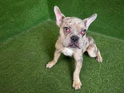 Shelter Stray Female Dog last seen , 5210 W Ave I, Lancaster, CA 93536, USA