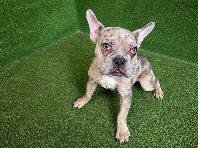 Shelter Stray Female Dog last seen , 5210 W Ave I, Lancaster, CA 93536, USA
