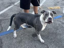 Shelter Stray Female Dog last seen CALIFORNIA AND 16TH, 1640 9th St, Santa Monica, CA 90404, USA