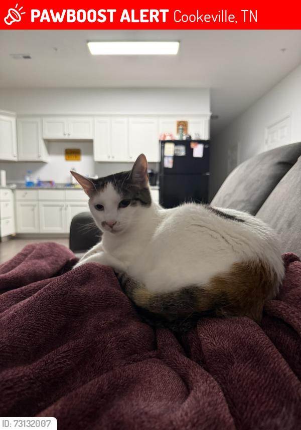Lost Female Cat last seen Near east springs street, Cookeville, TN 38501