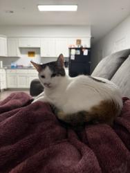 Lost Female Cat last seen Near east springs street, Cookeville, TN 38501
