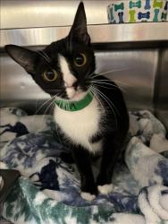 Shelter Stray Female Cat last seen , 957 N Gaffey St, San Pedro, CA 90731, USA