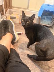 Found/Stray Male Cat last seen Chris st, Henderson, NV 89074