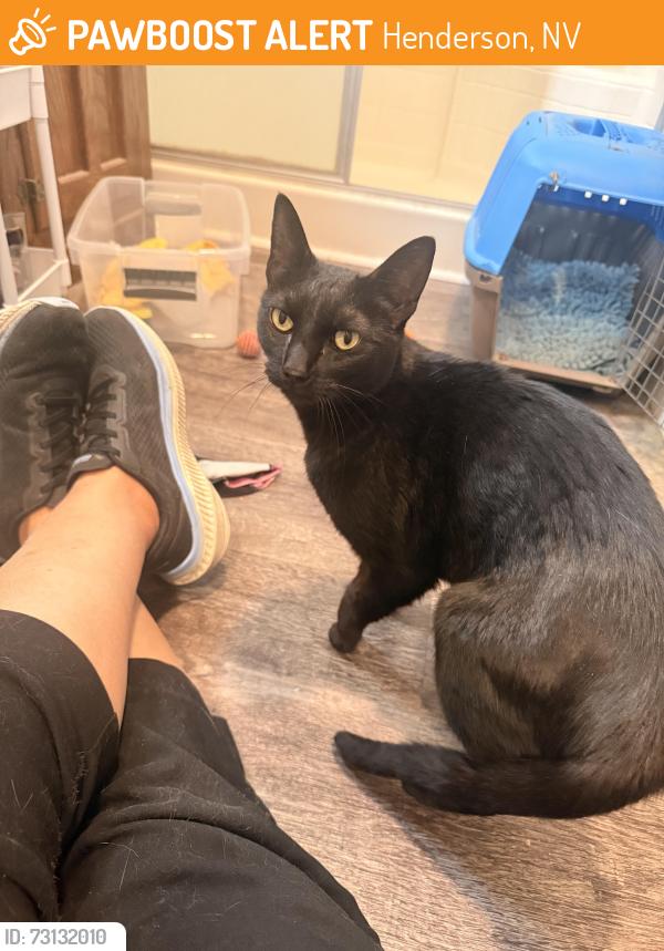 Found/Stray Male Cat last seen Chris st, Henderson, NV 89074