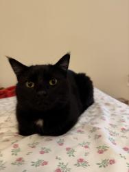 Lost Male Cat last seen Temperance and shepherd, Clovis, CA 93619