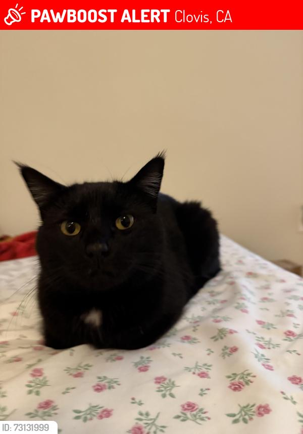 Lost Male Cat last seen Temperance and shepherd, Clovis, CA 93619