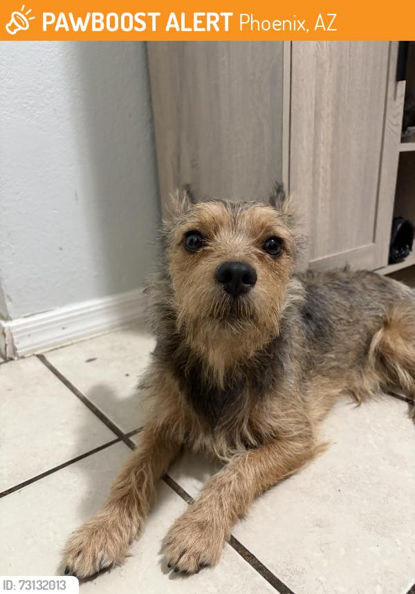 Found/Stray Male Dog last seen 37th Ave and Thomas, Phoenix, AZ 85015