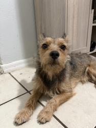 Found/Stray Male Dog last seen 37th Ave and Thomas, Phoenix, AZ 85015