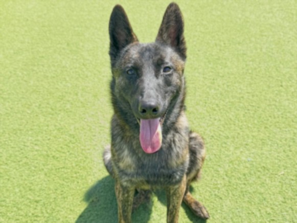 Shelter Stray Male Dog last seen , 11361 W Pico Blvd, Los Angeles, CA 90064, USA