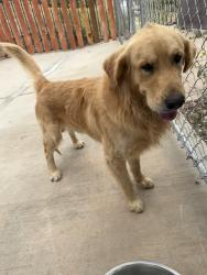 Found/Stray Male Dog last seen Little league park, San Bernardino, CA 92407