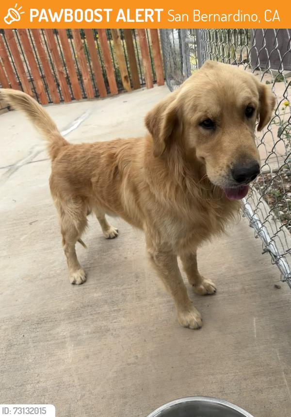 Found/Stray Male Dog last seen Little league park, San Bernardino, CA 92407