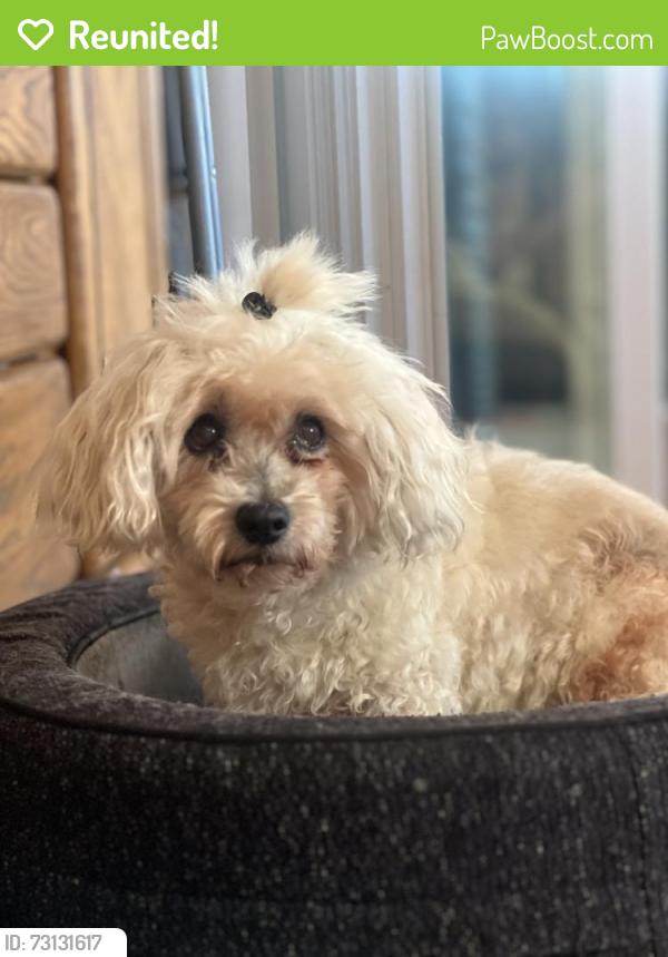 Reunited Female Dog last seen Myrna way and langlie way, Rodeo, CA 94572