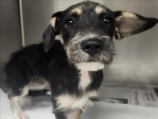 Shelter Stray Female Dog last seen , 11361 W Pico Blvd, Los Angeles, CA 90064, USA