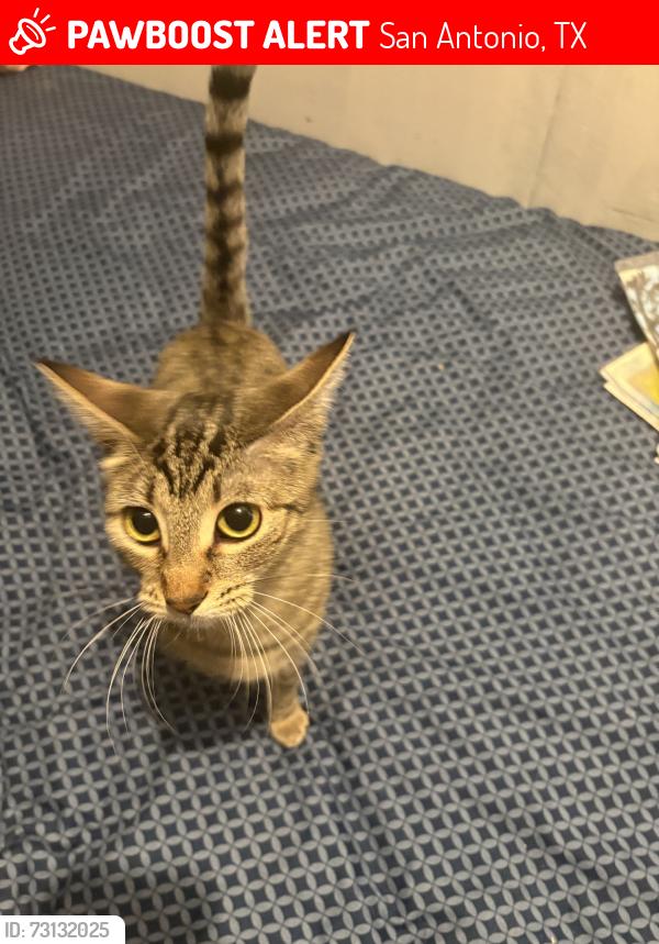 Lost Female Cat last seen Apt 3104, San Antonio, TX 78218