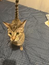 Lost Female Cat last seen Apt 3104, San Antonio, TX 78218