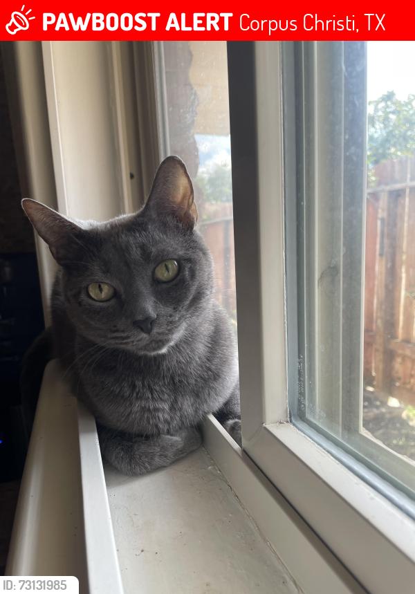 Lost Female Cat last seen King High School, Corpus Christi, TX 78412