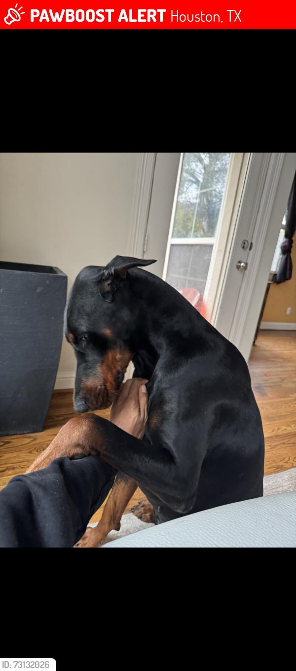 Lost Male Dog last seen Near Kale Ct., Houston, TX, Houston, TX 77066