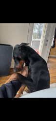 Lost Male Dog last seen Near Kale Ct., Houston, TX, Houston, TX 77066