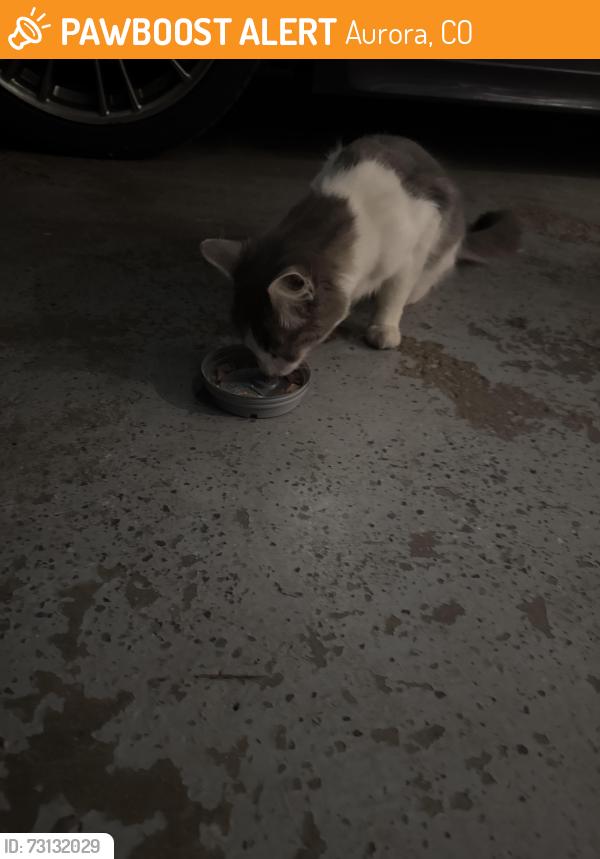 Found/Stray Unknown Cat last seen S nome street, Aurora, CO 80012