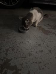 Found/Stray Unknown Cat last seen S nome street, Aurora, CO 80012