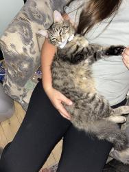 Reunited Male Cat last seen Dryden Rd and Hosner Rd, Metamora, MI 48455