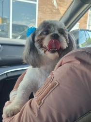 Reunited Female Dog last seen Near east cave El Paso texas, El Paso, TX 79938