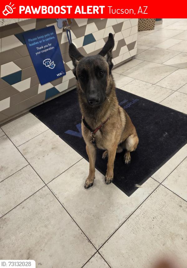 Lost Male Dog last seen 22nd and swan, Tucson, AZ 85711