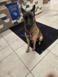 Lost Male Dog last seen 22nd and swan, Tucson, AZ 85711