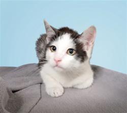 Shelter Stray Male Cat last seen , 1850 W 60th St, Los Angeles, CA 90047, USA