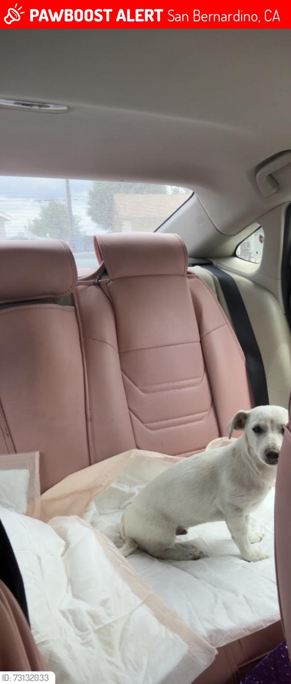 Lost Male Dog last seen Olive, San Bernardino, CA 92410