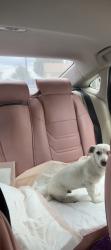 Lost Male Dog last seen Olive, San Bernardino, CA 92410