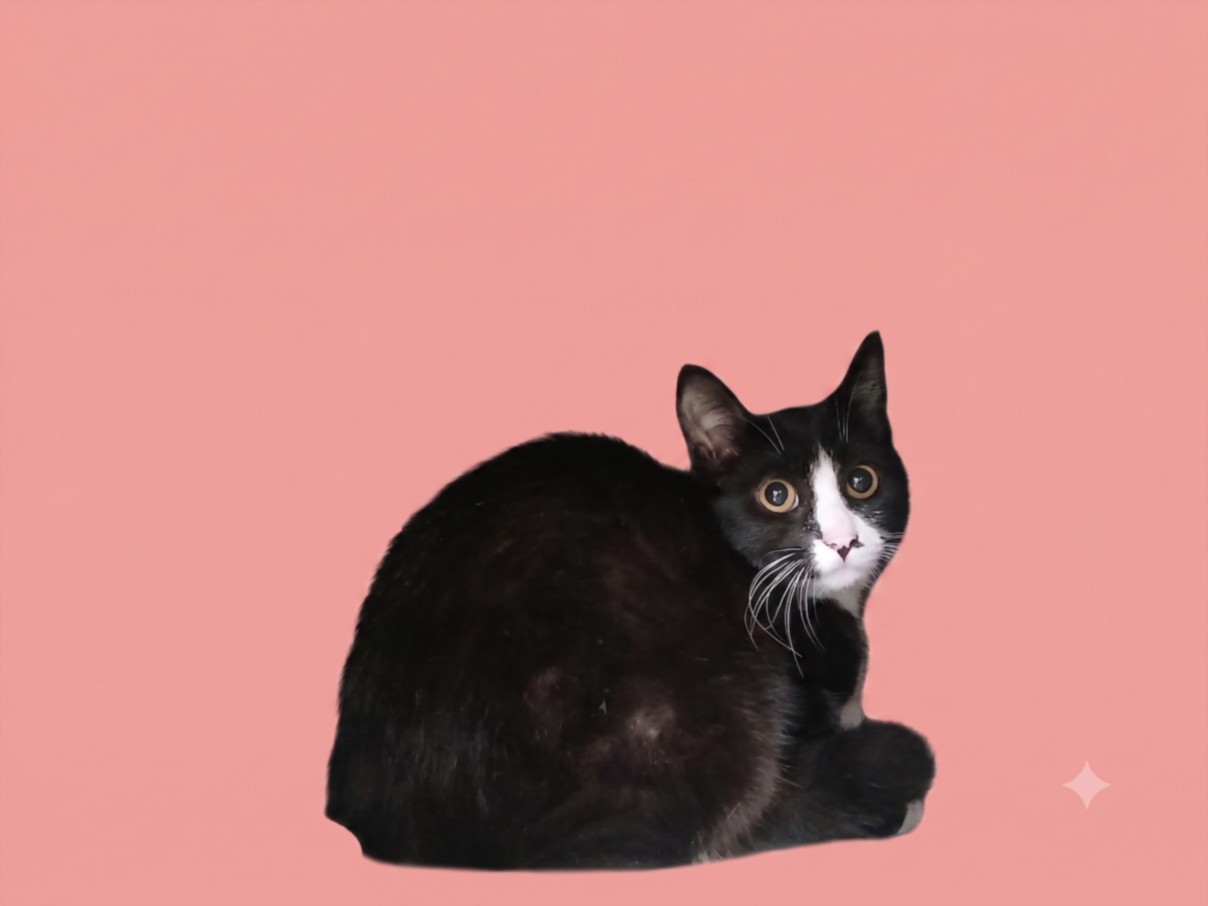 Shelter Stray Female Cat last seen , 1850 W 60th St, Los Angeles, CA 90047, USA
