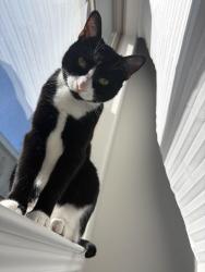 Reunited Male Cat last seen Mustang Crossing Alvin Texas, Alvin, TX 77511