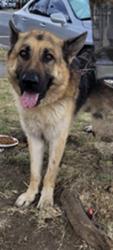 Shelter Stray Male Dog last seen , 1850 W 60th St, Los Angeles, CA 90047, USA