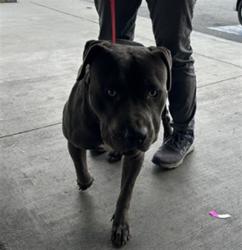 Shelter Stray Male Dog last seen , 1850 W 60th St, Los Angeles, CA 90047, USA