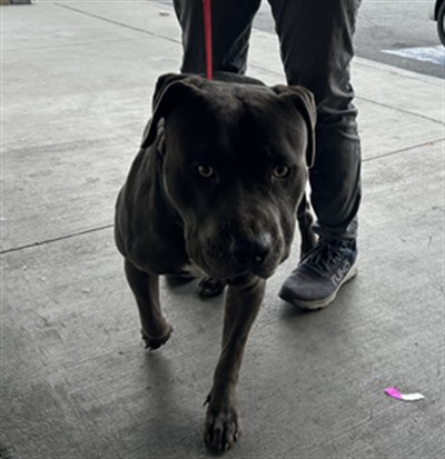 Shelter Stray Male Dog last seen , 1850 W 60th St, Los Angeles, CA 90047, USA