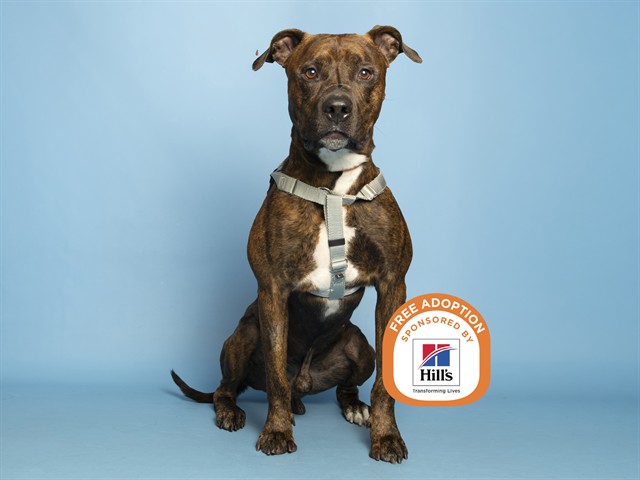 Shelter Stray Male Dog last seen UNKNOWN, 5501 E Van Buren St, Phoenix, AZ 85008, USA
