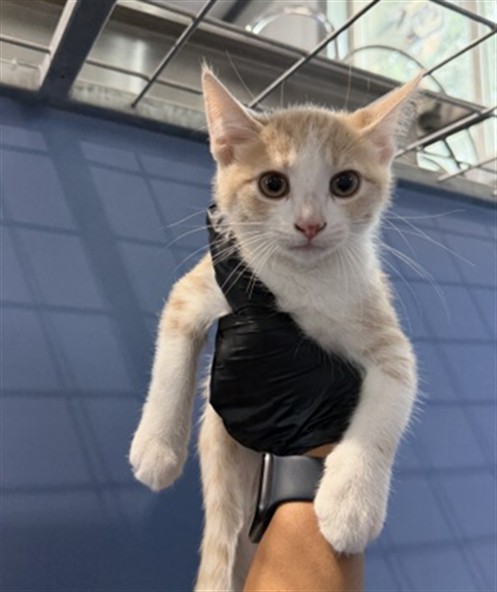 Shelter Stray Female Cat last seen SHERIDAN RD & BROOKFIELD ST, SAN BERNARDINO, CA, 92407, USA, 333 Chandler Pl, San Bernardino, CA 92408, USA
