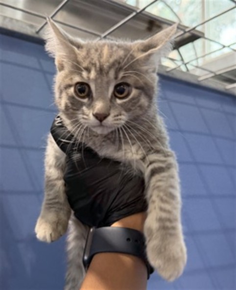Shelter Stray Female Cat last seen SHERIDAN RD & BROOKFIELD ST, SAN BERNARDINO, CA, 92407, USA, 333 Chandler Pl, San Bernardino, CA 92408, USA