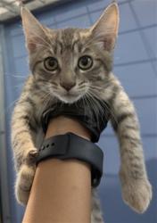 Shelter Stray Male Cat last seen SHERIDAN RD & BROOKFIELD ST, SAN BERNARDINO, CA, 92407, USA, 333 Chandler Pl, San Bernardino, CA 92408, USA