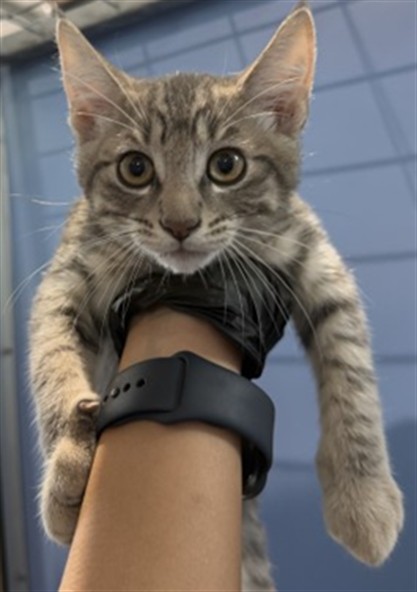 Shelter Stray Male Cat last seen SHERIDAN RD & BROOKFIELD ST, SAN BERNARDINO, CA, 92407, USA, 333 Chandler Pl, San Bernardino, CA 92408, USA