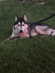 Reunited Male Dog last seen E.g. The Porterhouse, Saint Paul, MN 55117
