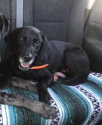 Reunited Female Dog last seen W Robindale Rd, Las Vegas Valley, NV, USA, Las Vegas Valley, NV 89139