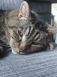 Reunited Male Cat last seen BT redwood close, popular ave, lime ave, oak ave, Worcestershire, England 